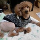 멍멍회관 네이버블로그