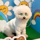 연동로 | 부천·옥길 똑독 애견 카페 야외 운동장 방문 후기