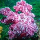 제주연안 연산호 군락지 이미지