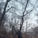 양수리오리학교 Daum카페