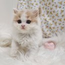 대전고양이분양 비비냥 이미지