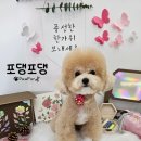 포댕포댕 이미지