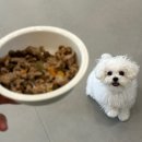 올어바웃도그 이미지