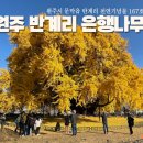 까치주유소 | 때 가을 사진 멋지게 찍고 싶다면 원주로 떠나보세요. 원주 반계리 은행나무, 알탕 노포 맛집 까치둥지