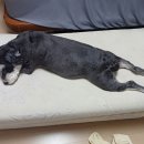 굳쎈정형외과의원 Daum카페