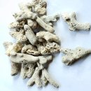 산호사 | 산호사 30 -50mm 어항 수조 pH조절 큼직한 사이즈