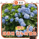 통기타섬으로 | 태종대 수국, 걸어서 가면 후회합니다 다누비열차 탑승 후기