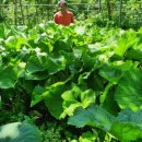 산방환담 이미지