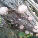 돈필농장 이미지