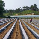 송화농장2 이미지