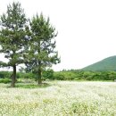 와흘메밀마을 이미지