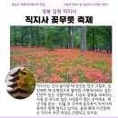 직지사길 | 경북 김천 직지사 꽃무릇 축제 실시간 개화상황 야간개장