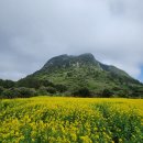 산방산삼춘네 | 제주도 여행 3박4일 코스 Part 2. (3~4일차 - 산방산 유채꽃밭, 원앤 온리, 자매국수 등)