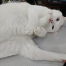 킴스동물병원 이미지