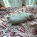 올데이 파스타 이미지