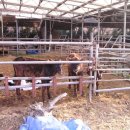 갈렙농장 이미지