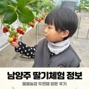 샬롬오리농장 | 남양주 딸기체험 율봄농장 두번째 방문기 - 다른곳과 다른점 비교