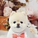 까리하개 이미지