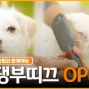 댕댕부티크