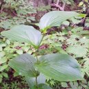 양산천변 이미지