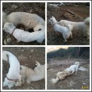 샘터농장 이미지