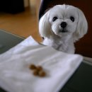 야은로-8 이미지