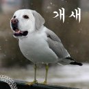 개새