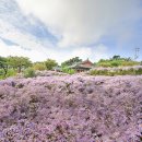 개미취 축제(경북 문경 봉천사) 이미지