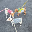 청룡마을4길 27 | (통영여행) 통영 1박2일 여행코스추천│애견동반 + 식당솔직후기