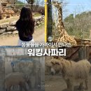 진동리주차장2(주차장 내) | 에버랜드 워킹사파리 기간 입장권 가격 주차장 주말 후기 및 꿀팁