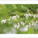 성남시청 공원의 꽃과 나무 (5월 10일) 이미지