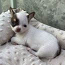 도그마루 강아지고양이 인천논현점 이미지