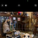 코코애견클럽 이미지