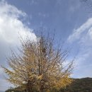 지금 | 선동 감성 카페 ‘지금,여기’ 후기｜은행나무 포토존 + 풍산개 백두까지 힐링 완성