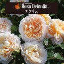 에크루(ECRU) 이미지