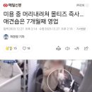 미용 중 머리내려쳐 몰티즈 즉사…애견숍은 7개월째 영업 이미지