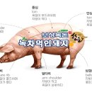 녹차먹인돼지 이미지