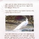 비익조 Daum카페