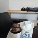 안덕면 문화마을 내 | 제주올레 14-1코스 역방향, 오설록에서 저지정보화마을까지 푸름푸름 푸르름