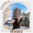경주 황룡원 벚꽃 보문관광단지 황룡사 9층목탑 야경 대릉원 돌담길 포토존 명소