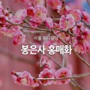 봉은사 홍매화 개화시작 서울 봄꽃 나들이 이미지