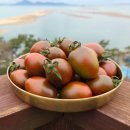 토마토 이미지