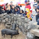 제주똥돼지 이미지