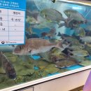시장(바다수산) 이미지