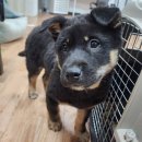 동물보육원 대전서구갈마지부 이미지