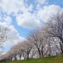 낙동강변15 이미지