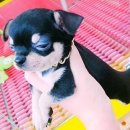 도꾸애견 이미지