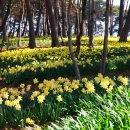 동산 Daum카페
