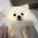 펫하우스 V 이미지