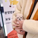 바나개 강아지 고양이 마포점 네이버블로그